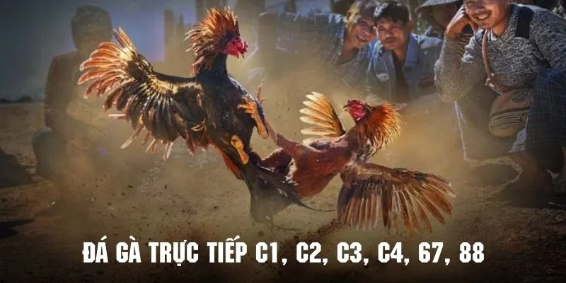 Giới thiệu tổng quan về đá gà trực tiếp C1, C2, C3, C4, 67, 88