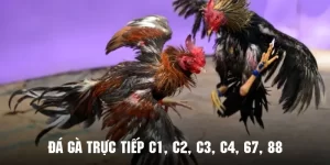 da-ga-truc-tiep-c1-c2-c3-c4-67-88-thumb_15_11zon