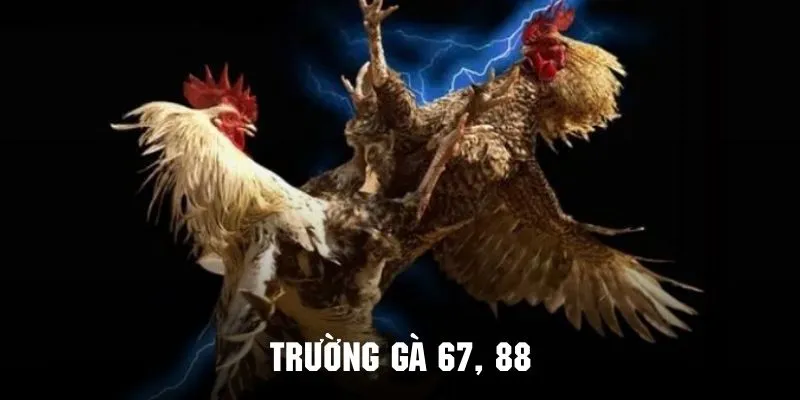 Trường chiến 67, 88 sẽ mang đến giây phút giải trí đá gà cực thú vị