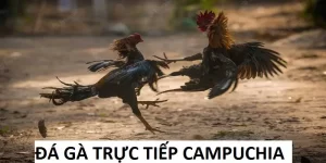 da-ga-truc-tiep-campuchia-avt_9_11zon