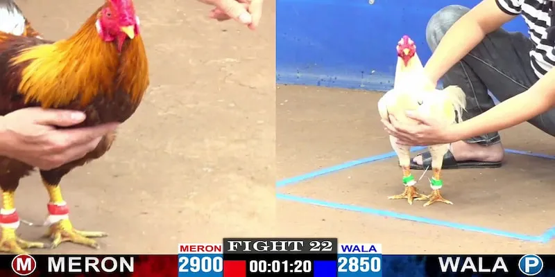 Chọi gà trực tiếp hợp pháp