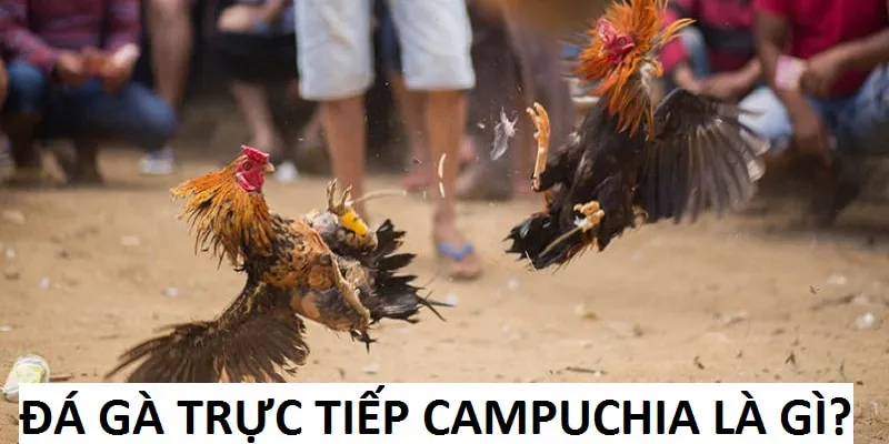 Đá gà trực tiếp Campuchia hoàn toàn hợp pháp