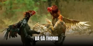 da-ga-truc-tiep-thomo-thumb_6_11zon