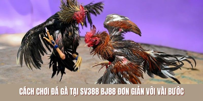 Cách chơi đá gà tại SV388 BJ88 đơn giản với vài bước