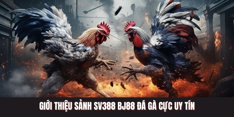 Giới thiệu sảnh SV388 BJ88 đá gà cực uy tín